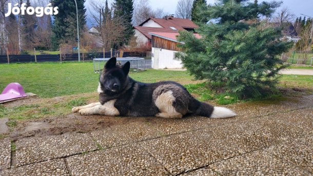 Amerikai Akita kan fedez