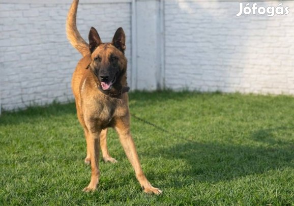Amerikai import belga juhászkutya kan kutya eladó