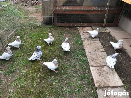 Amerikai óriás posta galambok