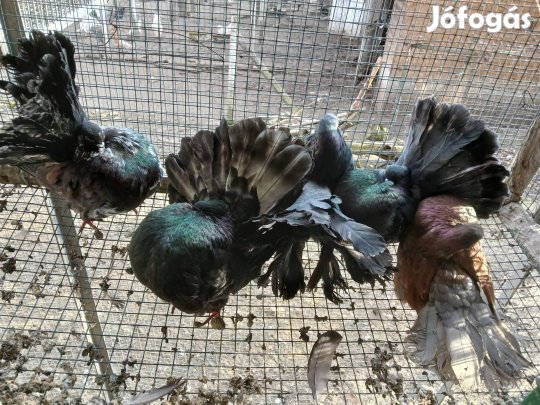 Amerikai páva galambok