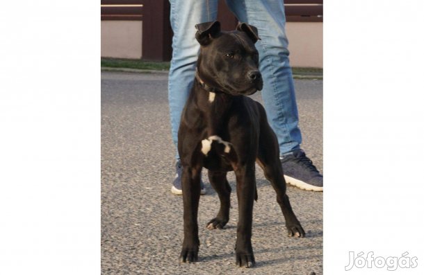 Amerikai pitbull terrier