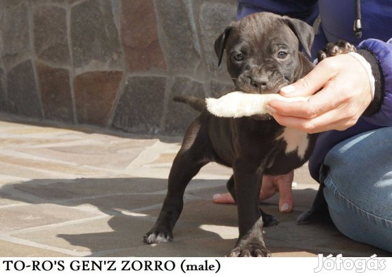 Amerikai pitbull terrier kiskutyák