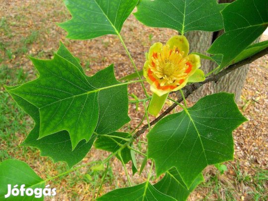 Amerikai tulipánfa 25mag/cs