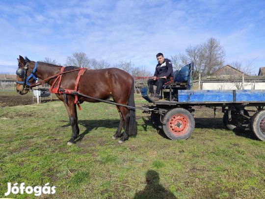 Amerikai ügető csődör csikó