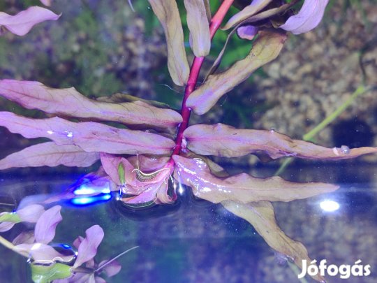 Ammonia gracilis red akváriumi növény, vízinövény