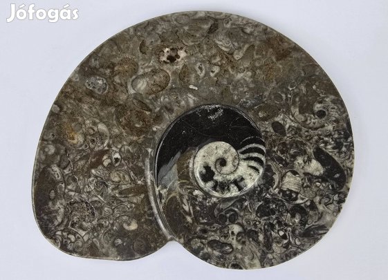 Ammonites asztali dísz (T:165)