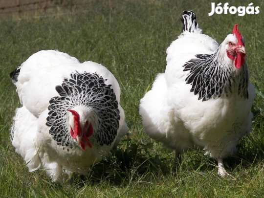 Amrock és sussek Tyúk tojás keltetésre