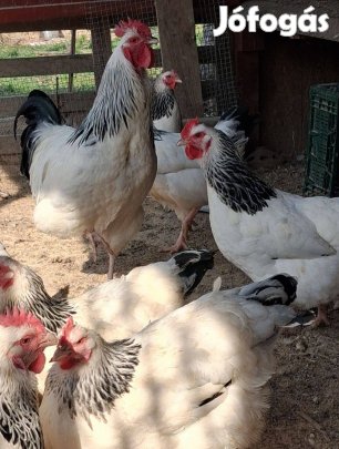 Amrock illetve Sussex tenyésztojás