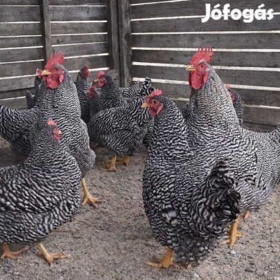 Amrock keltetni való tojások