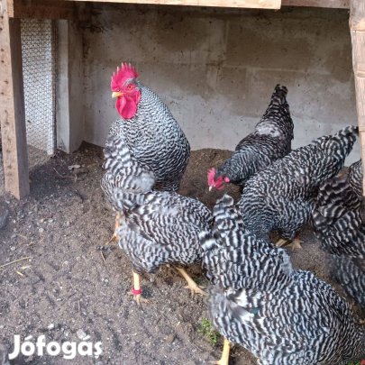 Amrock tenyésztojás eladó