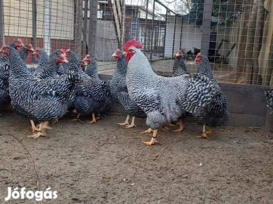 Amrock tojás keltetni