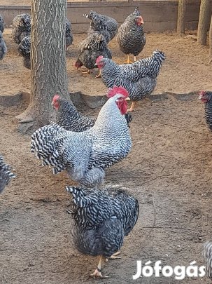 Amrock tojás keltetni