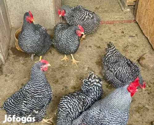Amrock tyúkok kakasok 