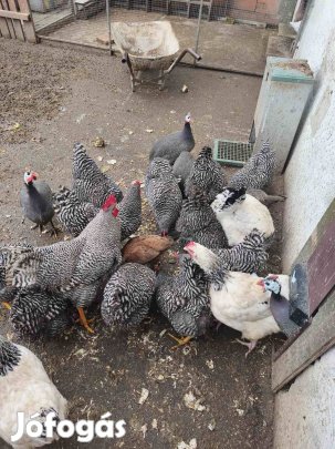 Amrok tyúk eladó 