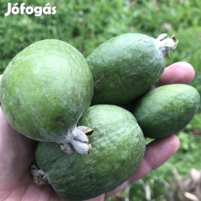 Ananászguava, mirtuszdió nemes növény