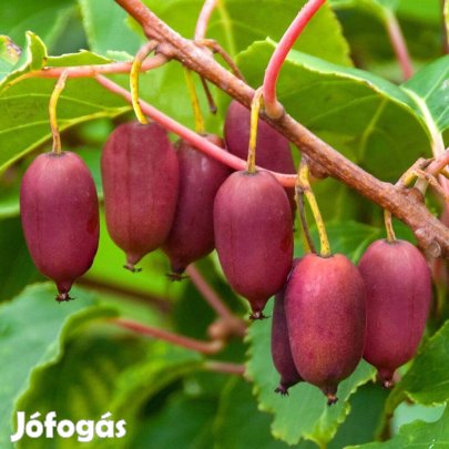 Ananászízű kopasz kivi oltvány