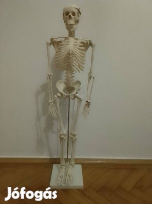 Anatómiai csontváz modell, 85 cm. Hibátlan állapotban van