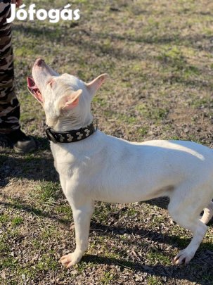 Angel új családot keres !