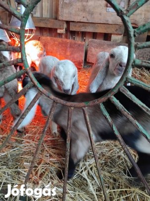 Anglo-núbiai bak gidák