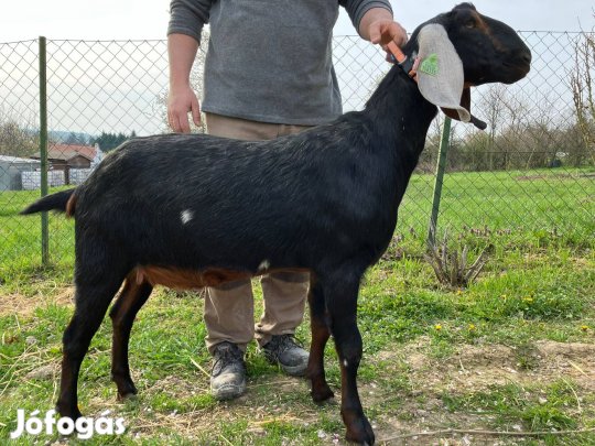 Anglo-núbiai tenyészanya