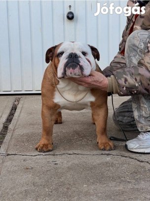 Angol Bulldog Kan!