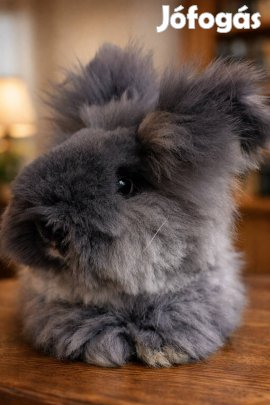 Angol angóra nyuszi ?