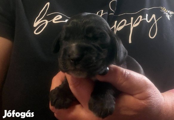 Angol cocker spániel kiskutyák