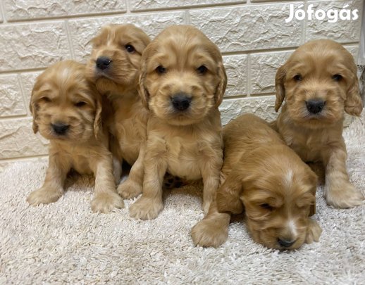 Angol cocker spániel kiskutyák eladók