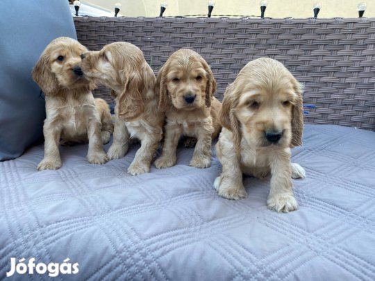 Angol cocker spániel kiskutyák eladók