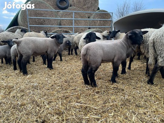 Angol suffolk kos bárányok