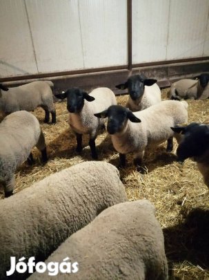 Angol suffolk törzskönyves kosok eladók