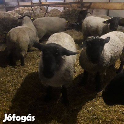 Angol suffolk törzskönyves kosok eladók