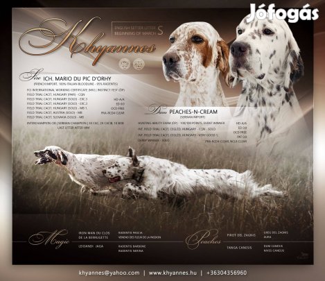 Angol szetter kiskutyak lefoglalhatóak