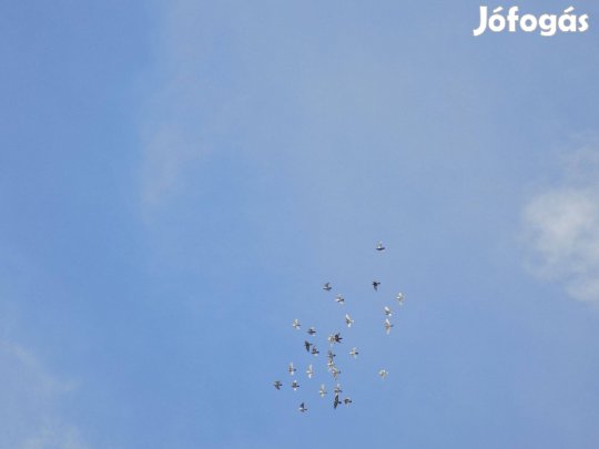 Angol tipplerek kiadok /magasszállók/ helyhiány végett