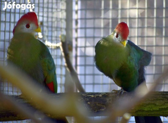 Angolai turákó, vörösbóbitás turákó kapható