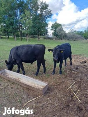 Angus bikák eladók