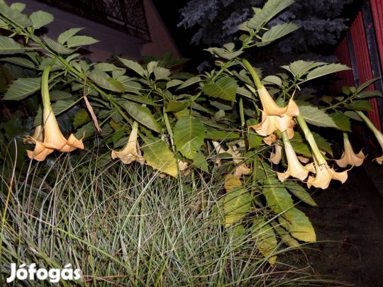 Angyaltrombita tő (sárga és rózsaszín)