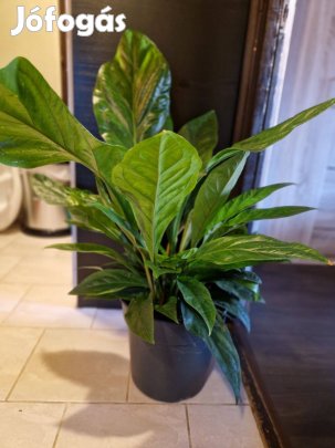 Anthurium 'Jungle Bush' - flamingóvirág