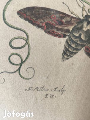 Antik stílusú botanikai nyomat 