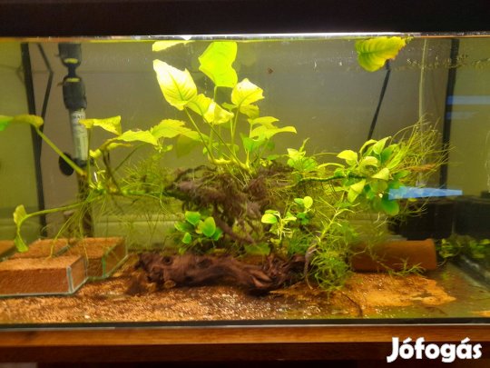 Anubias tövek különböző méretben eladók 1000 forinttól
