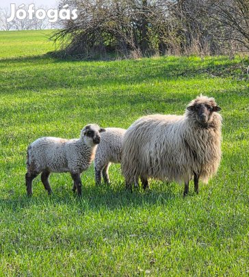 Anya birka iker bárány -ival