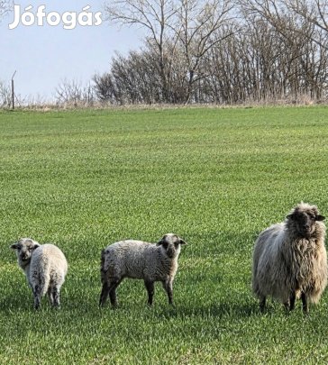 Anya birka iker kos bárányokkal