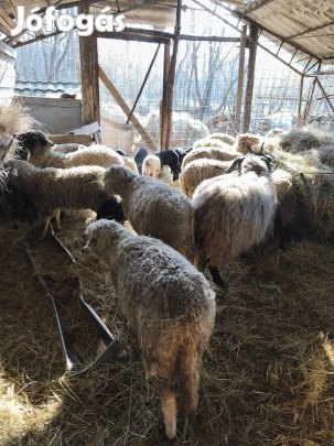 Anya birkák  csere érdekel.