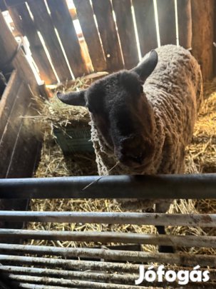 Anya birkák és kos birka