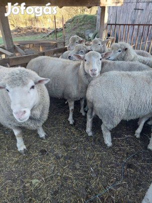 Anya birkákat vásárolnék!