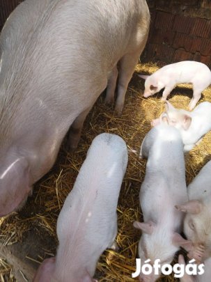 Anya diszno 6 választáyi malaccal elado 190000 ft