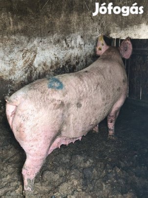 Anya disznó kb300kg Pápán több db