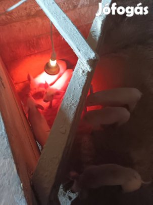 Anya disznó malacaival