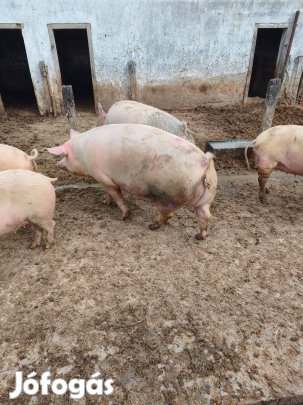 Anya disznó több db masodelesu Pápán eladó