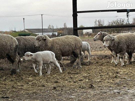 Anya juh bárnyaival